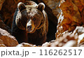 Brown Bear at Cave Entrance 116262517