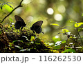 Butterflies in Forest Light 116262530