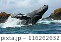 Humpback Whale Breaching in Ocean 116262632
