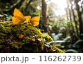 Sunlit Butterflies in Forest 116262739