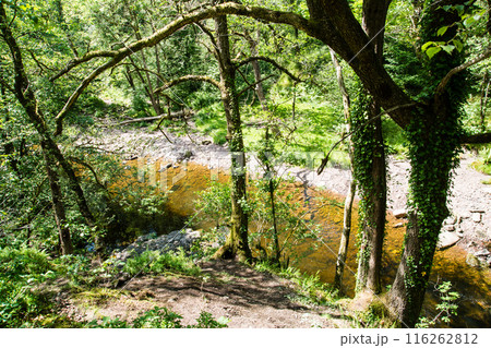 南ウェールズの森を通りスグド・クラン＝グウィン・ウォータフォールに続く岩場の渓流 116262812