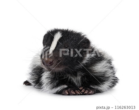 Baby skunk on white background 116263013
