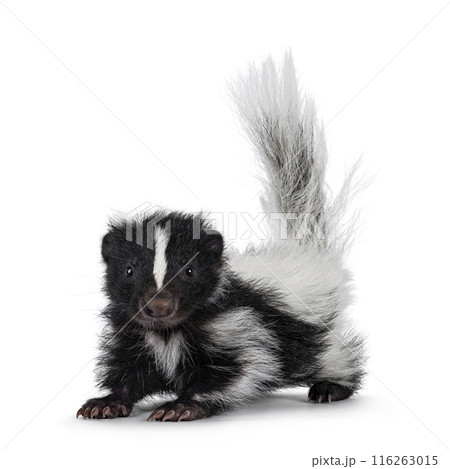 Baby skunk on white background Baby skunk on white background 116263015