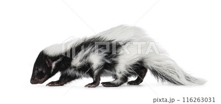 Baby skunk on white background 116263031