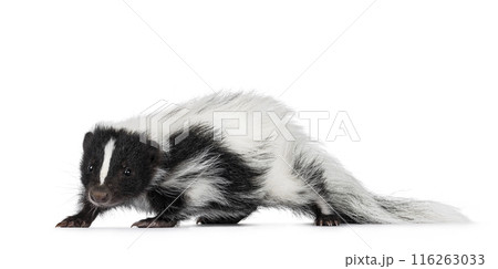 Baby skunk on white background Baby skunk on white background 116263033
