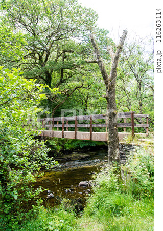 南ウェールズの森を通りスグド・クラン=グウィン・ウォータフォールに続く岩場の渓流と歩道用の橋 南ウェールズの森を通りスグド・クラン=グウィン・ウォータフォールに続く岩場の渓流と歩道用の橋 116263114