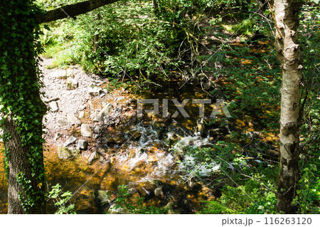 南ウェールズの森を通りスグド・クラン＝グウィン・ウォータフォールに続く岩場の渓流 116263120