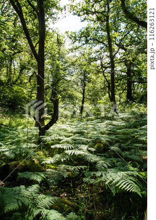 木陰の下で群生するシダの葉　南ウェールズの森の中にて 116263121