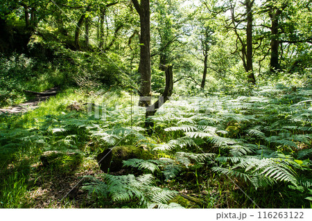木陰の下で群生するシダの葉 南ウェールズの森の中にて 木陰の下で群生するシダの葉 南ウェールズの森の中にて 116263122