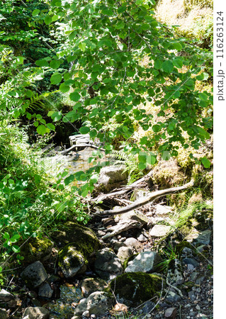森の中のコケや雑草の間をくぐる小川 南ウェールズの森にて 森の中のコケや雑草の間をくぐる小川 南ウェールズの森にて 116263124