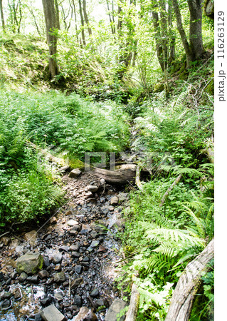 森の中のコケや雑草の間をくぐる小川 南ウェールズの森にて 森の中のコケや雑草の間をくぐる小川 南ウェールズの森にて 116263129