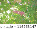 赤く色づき始めた紅葉 116263147