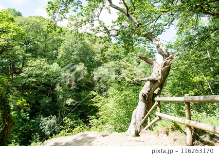 明るい日差しの下の木々が茂る森の中に立つ枯れた木の幹 南ウェールズの森にて 明るい日差しの下の木々が茂る森の中に立つ枯れた木の幹 南ウェールズの森にて 116263170