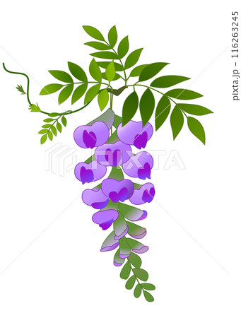 藤の花房 藤の花房 116263245