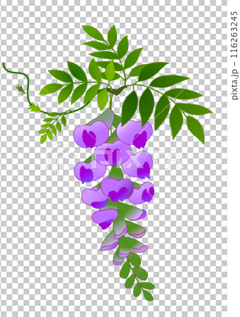 藤の花房 藤の花房 116263245