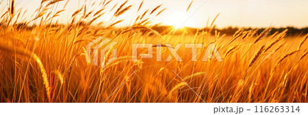 Golden wheat field at sunset. 116263314