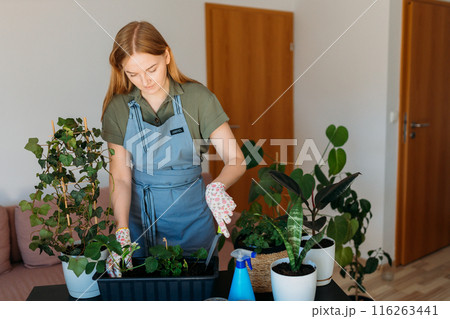 Happy 30s blonde woman in gloves carefully transplanting a green houseplant into a new pot. Indoor gardening. Caring for houseplants home. Female used small shovel to transplant plants Happy 30s blonde woman in gloves carefully transplanting a green houseplant into a new pot. Indoor gardening. Caring for houseplants home. Female used small shovel to transplant plants 116263441