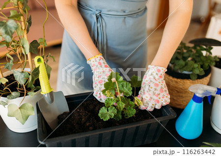 Cropped unrecognizable woman in gloves carefully transplanting a green houseplant into a new pot. Indoor gardening. Caring for houseplants home. Female used small shovel to transplant plants Cropped unrecognizable woman in gloves carefully transplanting a green houseplant into a new pot. Indoor gardening. Caring for houseplants home. Female used small shovel to transplant plants 116263442