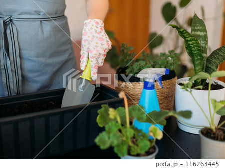 Cropped unrecognizable woman in gloves carefully transplanting a green houseplant into a new pot. Indoor gardening. Caring for houseplants home. Female used small shovel to transplant plants 116263445