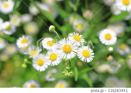 満開の姫女苑（ヒメジョオン）の花 116263451