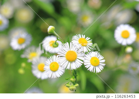 満開の姫女苑（ヒメジョオン）の花 116263453