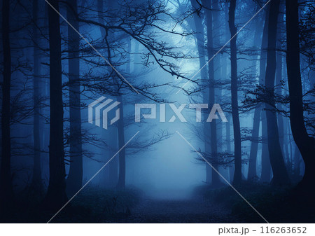 霧でかすみがかった森のシルエットイメージ 116263652