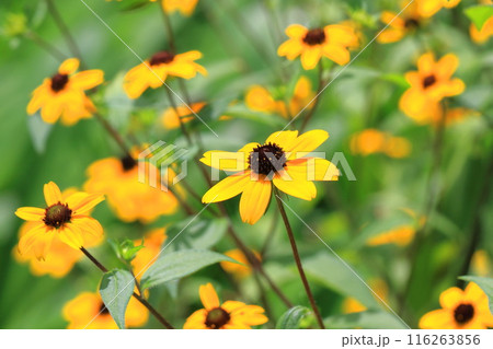 オレンジ色のルドベキア 116263856