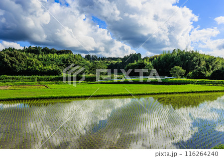 水田に映る青空と白い雲 116264240