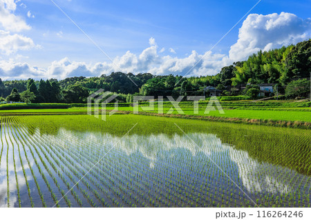水田に映る青空と白い雲 116264246