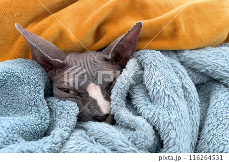Cute Sphynx cat lying on the couch being lazy 116264531