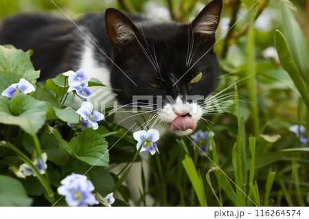 a black and white cat in a flowerbed exploring the grass, blue flowers nearby, a domestic cat with a large head a black and white cat in a flowerbed exploring the grass, blue flowers nearby, a domestic cat with a large head 116264574