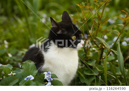 a black and white cat in a flowerbed exploring the grass, blue flowers nearby, a domestic cat with a large head 116264590