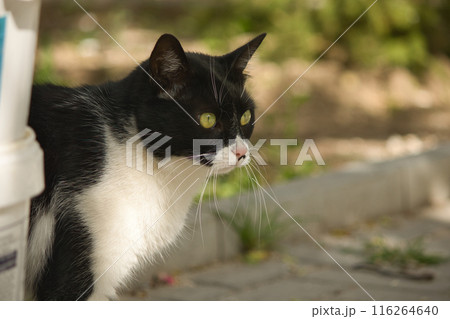 portrait of a fluffy cute black and white cat with yellow eyes on the street portrait of a fluffy cute black and white cat with yellow eyes on the street 116264640