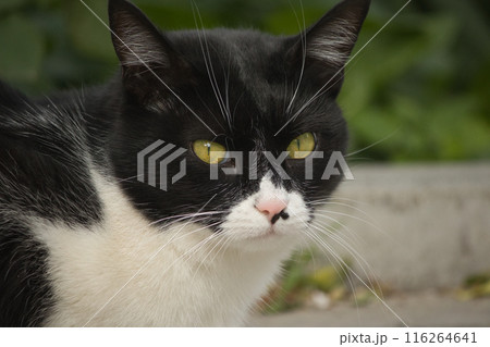 portrait of a fluffy cute black and white cat with yellow eyes on the street 116264641