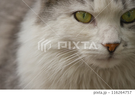 close-up portrait of a gray-white cat with yellow beautiful eyes on the street 116264757