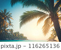 palm tree on the beach 116265136