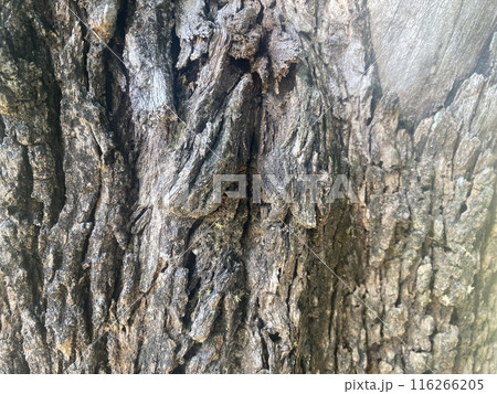 background bark wood texture tree natural pattern old trunk wooden. 116266205