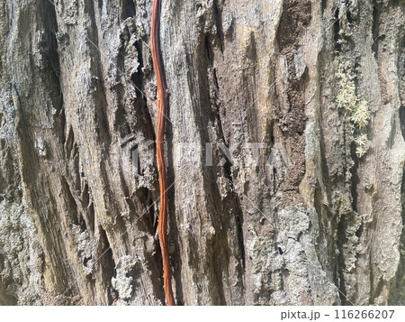 background bark wood texture tree natural pattern old trunk wooden. 116266207