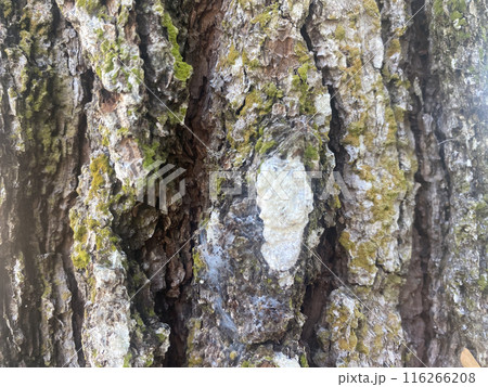 background bark wood texture tree natural pattern old trunk wooden. 116266208