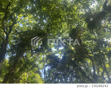 forest nature background environment green landscape tree outdoor wood summer. 116266242