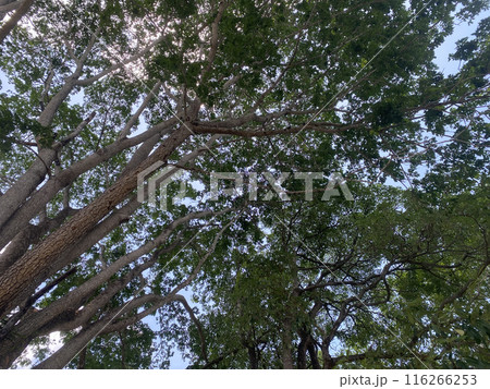 forest nature background environment green landscape tree outdoor wood summer. forest nature background environment green landscape tree outdoor wood summer. 116266253