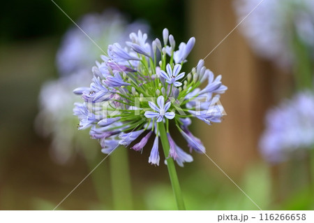 アガパンサス (紫君子蘭) アガパンサス (紫君子蘭) 116266658