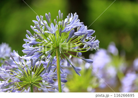 アガパンサス  (紫君子蘭) 116266695