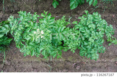 Green blooming potato plant, view from above around Tienen, Belgium 116267187