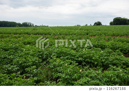 Green blooming potato field at the Flemish countryside around Tienen, Belgium 116267188