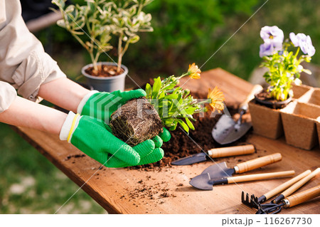 gardener plants flowers in the garden close-up, garden care, gardening concept, care and replanting of flower plants gardener plants flowers in the garden close-up, garden care, gardening concept, care and replanting of flower plants 116267730