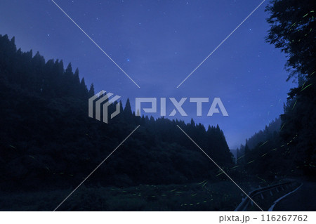 星空に舞うゲンジボタル　鳥取県福万来ホタル乃国　2024年7月2日撮影 116267762