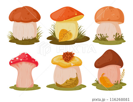 Cartoon mushrooms. Seasonal mushroom food, autumn forest edible and poisonous plants flat vector illustration set. Mushrooms on white background 116268081