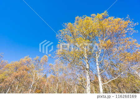 朝日の丘公園　蓼科クロスカントリーコース　信州白樺高原 116268169