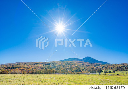 朝日の丘公園　蓼科クロスカントリーコース　信州白樺高原 116268170